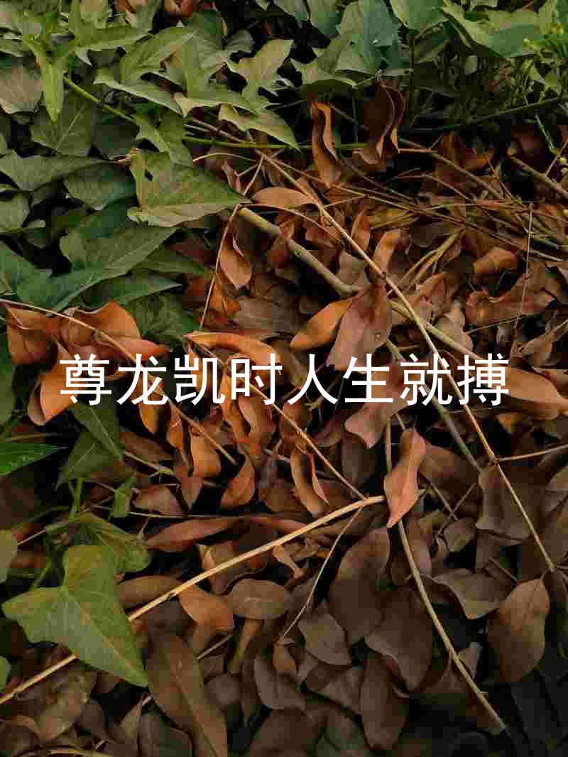 尊龙凯时人生就搏