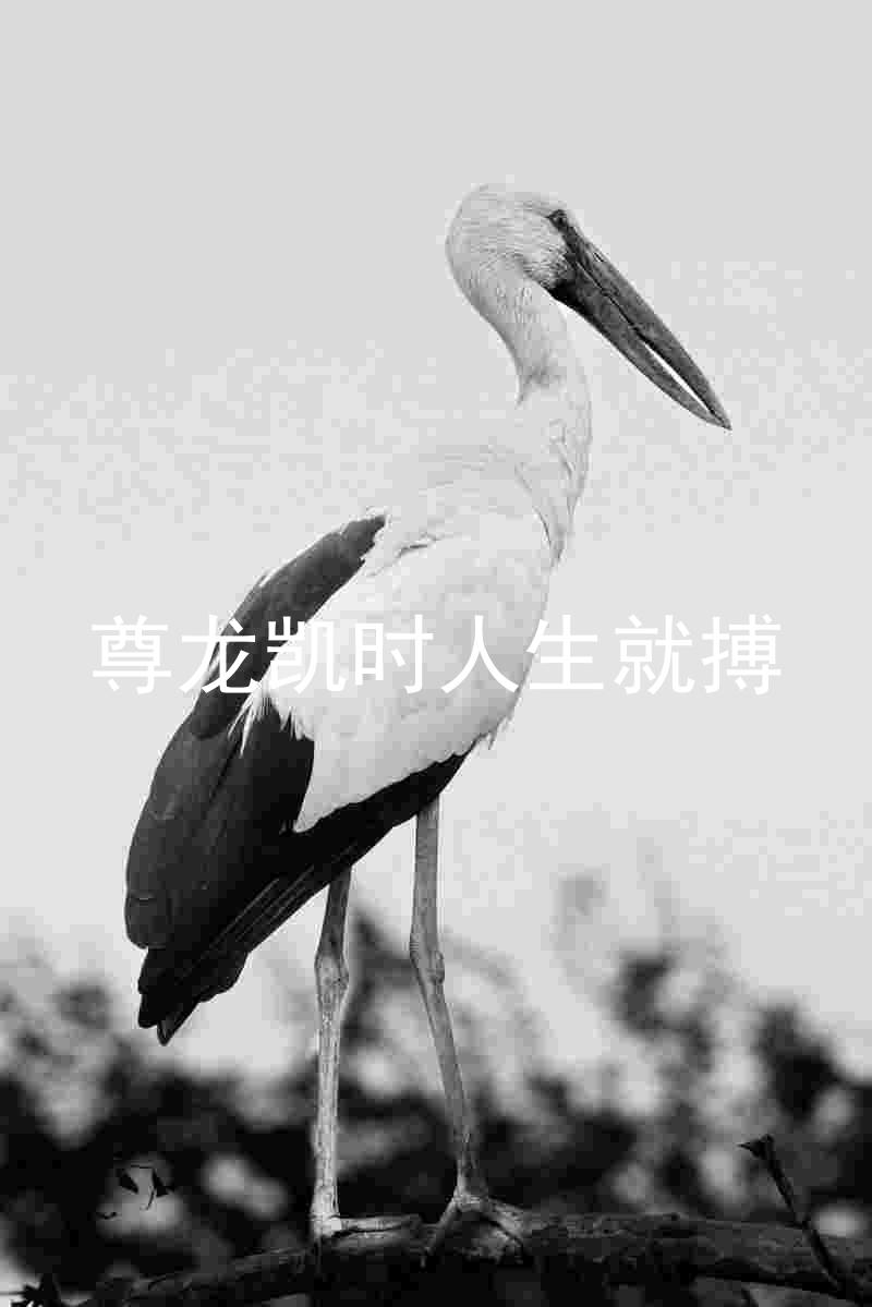 尊龙凯时人生就搏